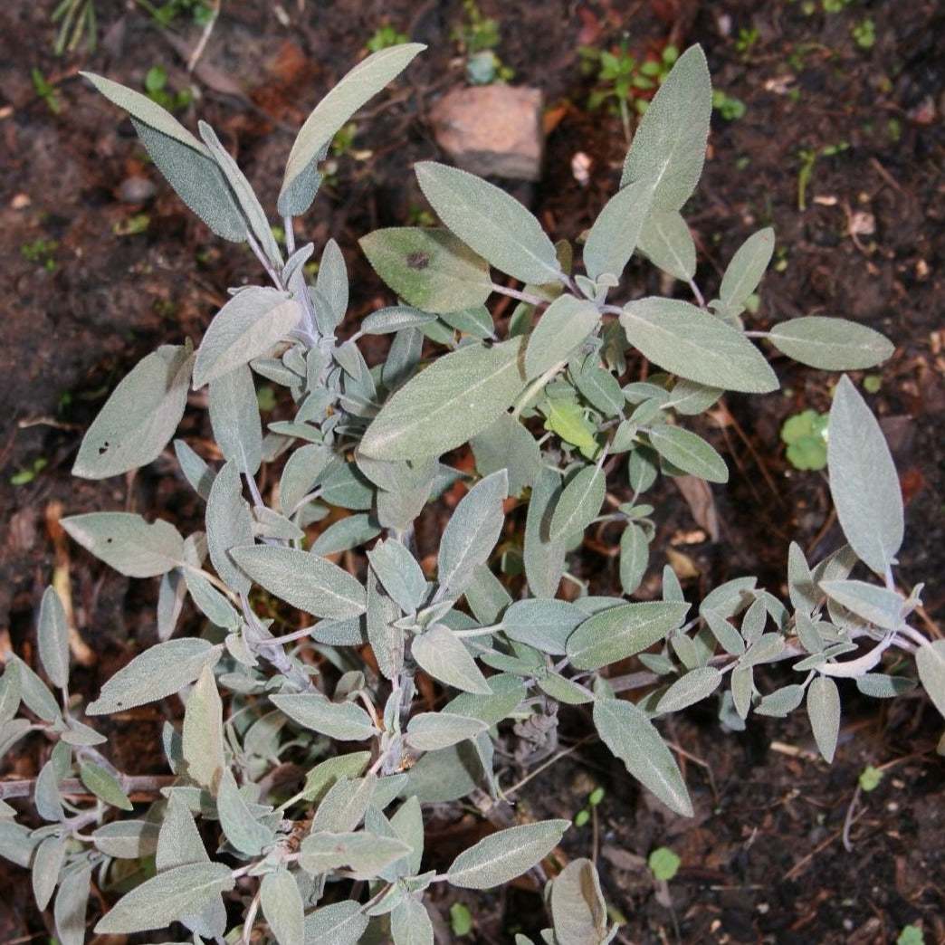 Heirloom sage herb plant with gray-green leaves in a garden.