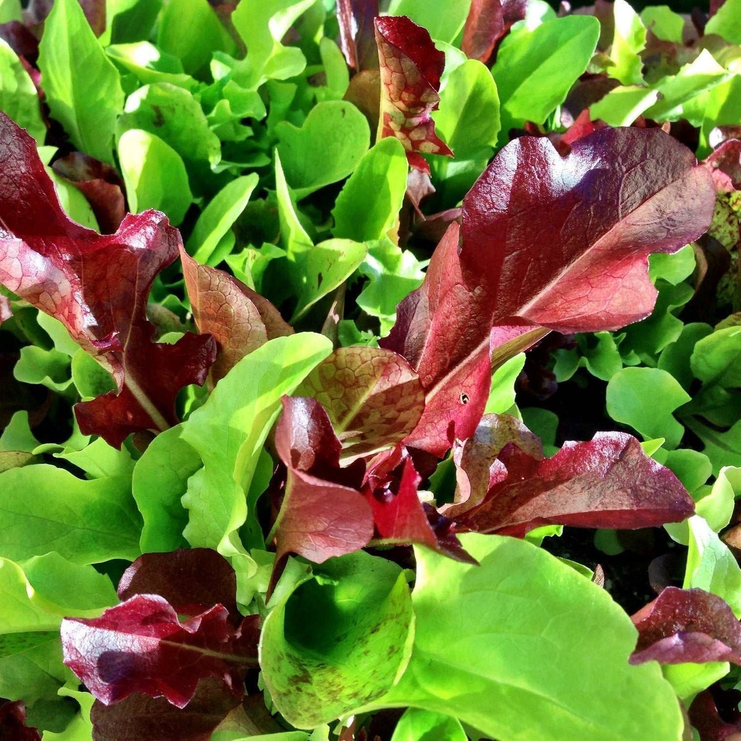 Small Garden Bundle - vibrant green and red leaf seedlings.
