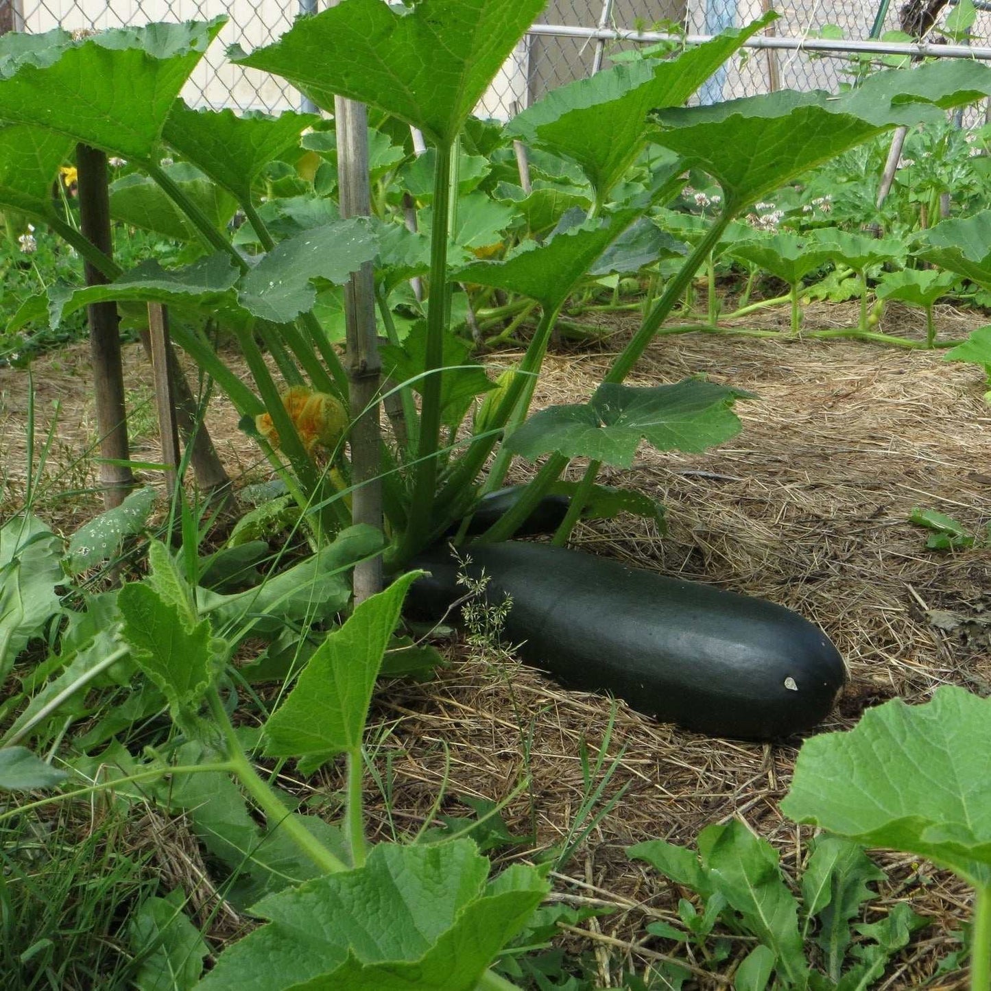 Zucchini Black Beauty plant in garden with dark green fruit ready for harvest.