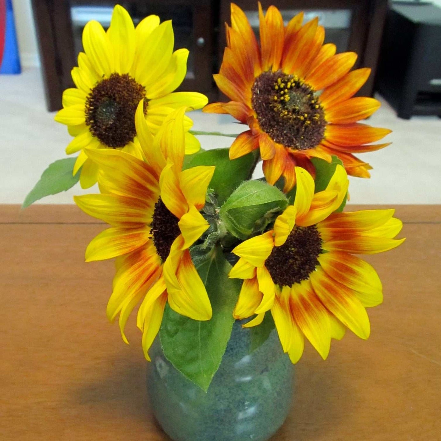 Vibrant "Color Fashion" sunflowers with yellow and orange hues in a vase.
