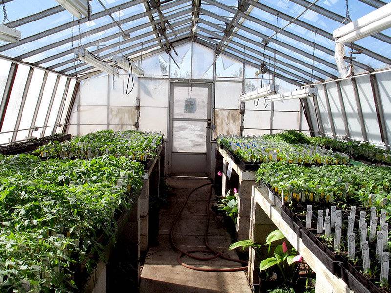 Greenhouse interior with plants, showcasing expert consulting for garden center optimization.