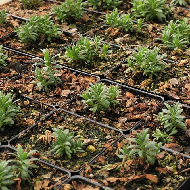 Munstead Lavender seedlings growing in small pots with mulch.