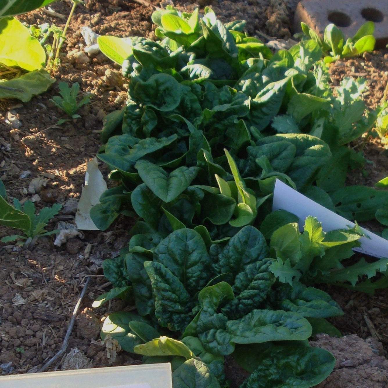 Heirloom Spinach Bloomdale growing in a garden, showcasing lush green leaves.