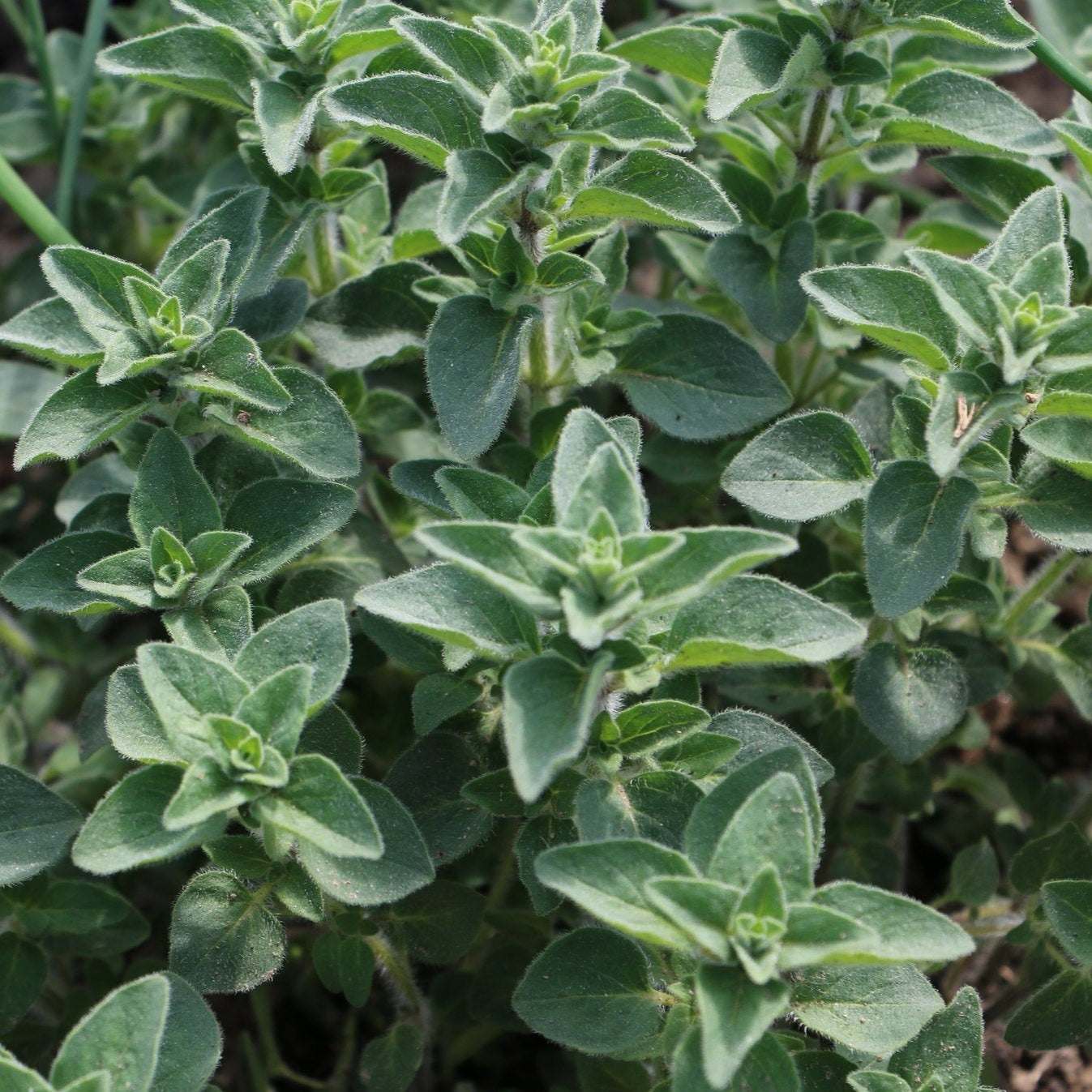 Oregano Heirloom plant with green leaves, ideal for culinary use and gardening.
