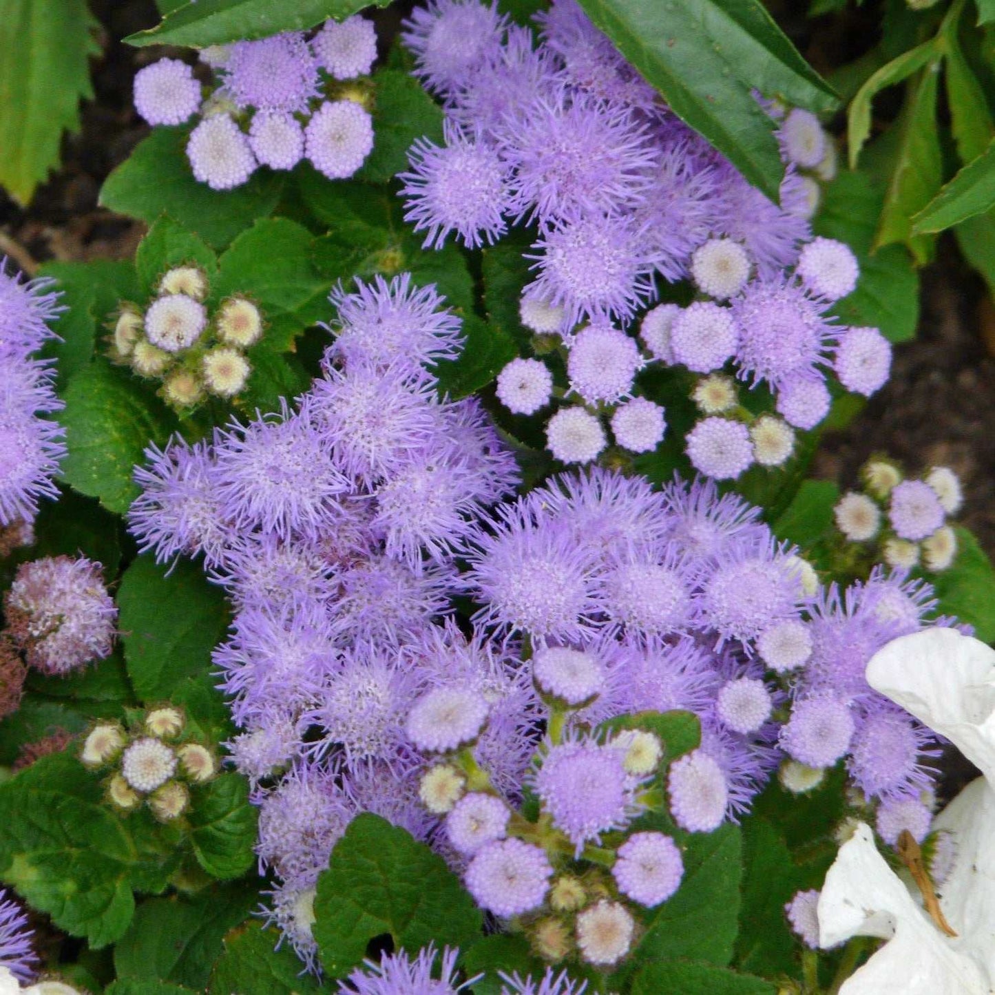 Blue Mink Ageratum with fluffy powder-blue blooms and green foliage.