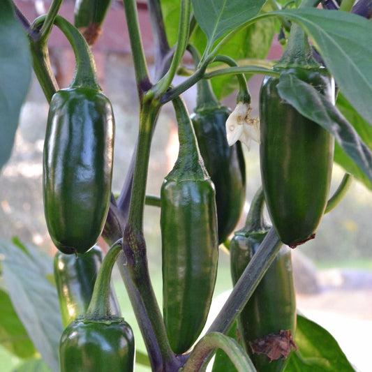 Non-treated heirloom Jalapeno pepper plants with vibrant green peppers ready for harvest.