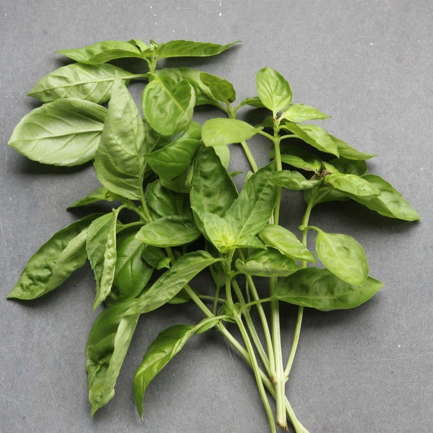 Sweet Basil Heirloom leaves, aromatic herb, easy to grow.