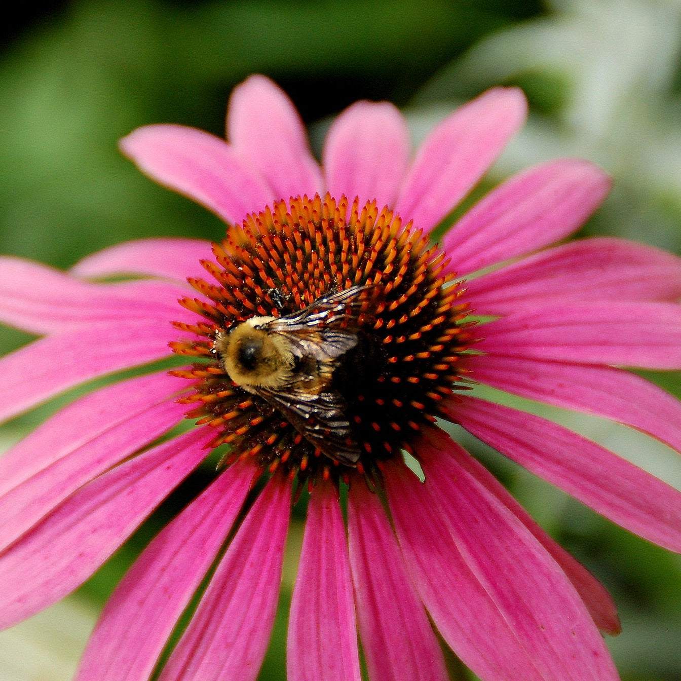 Purple coneflower with a bee on vibrant purple petals and spiky orange center.