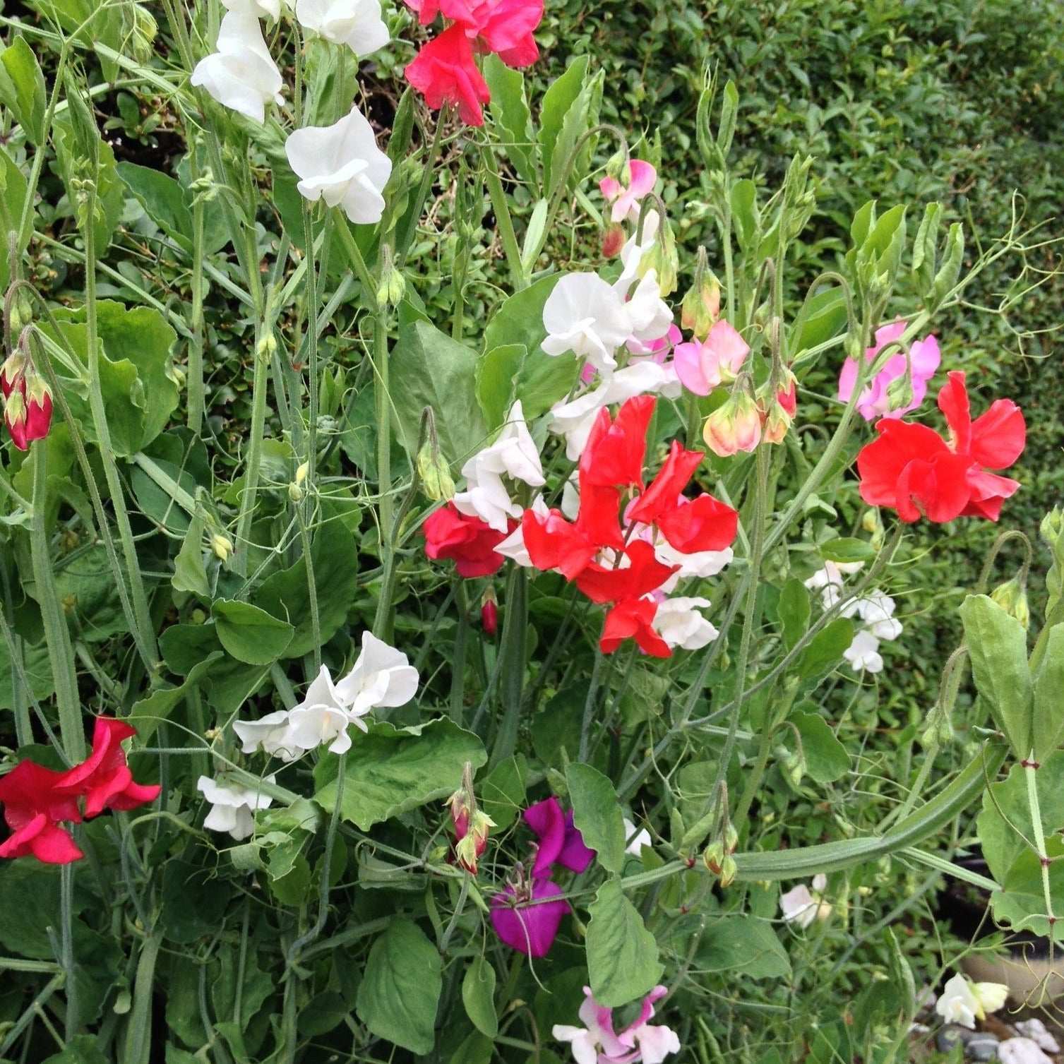 Royal Blend Sweet Pea - Climbing Type flowers in vibrant colors with lush green leaves.