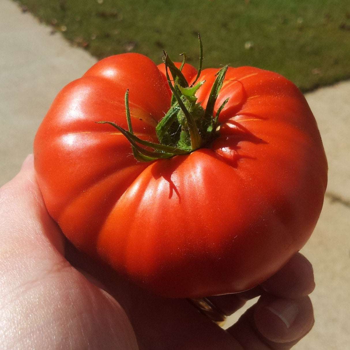 Beefsteak heirloom tomato held in a hand, showcasing its large and meaty texture.