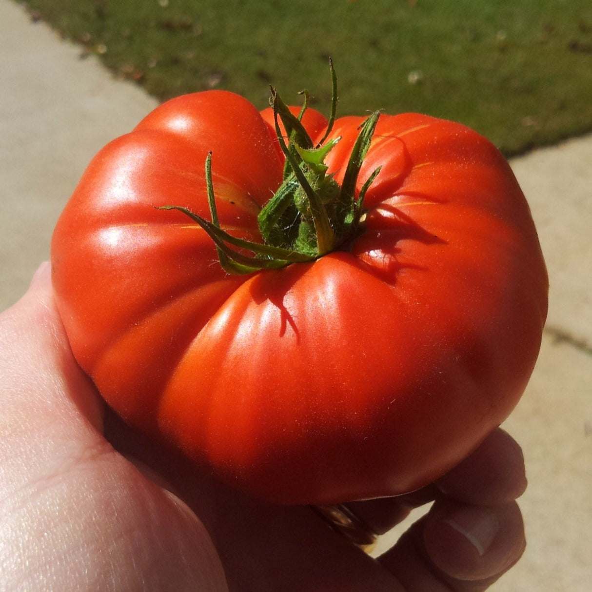 Fresh tomato from the Small Garden Bundle by Matches Seeds.