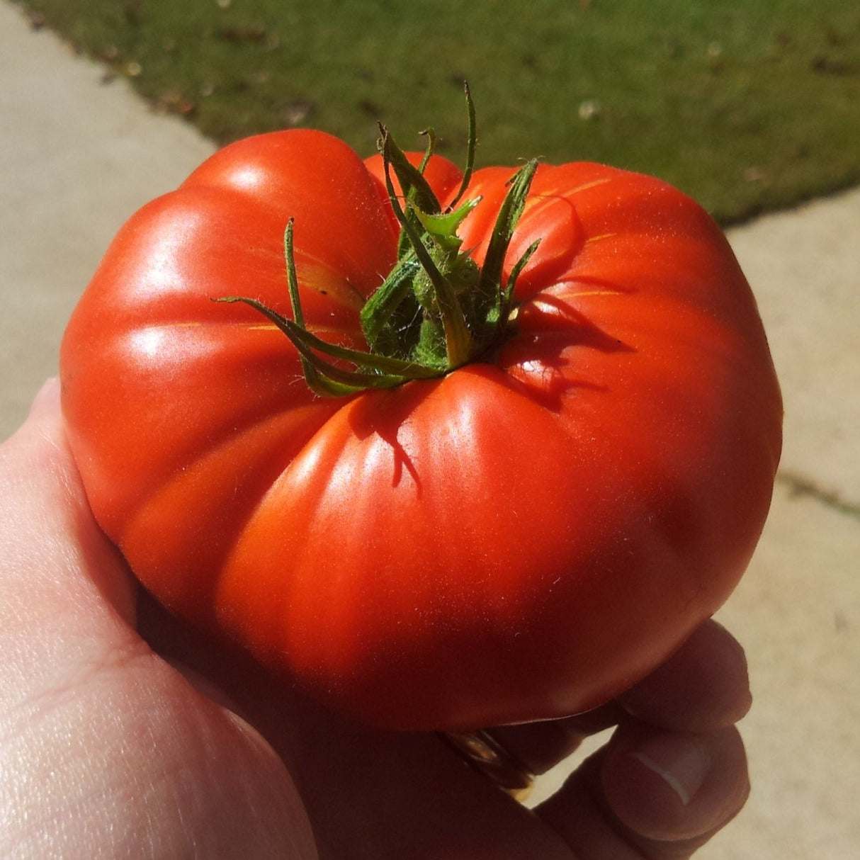 Red ripe tomato from the Medium Garden Bundle.