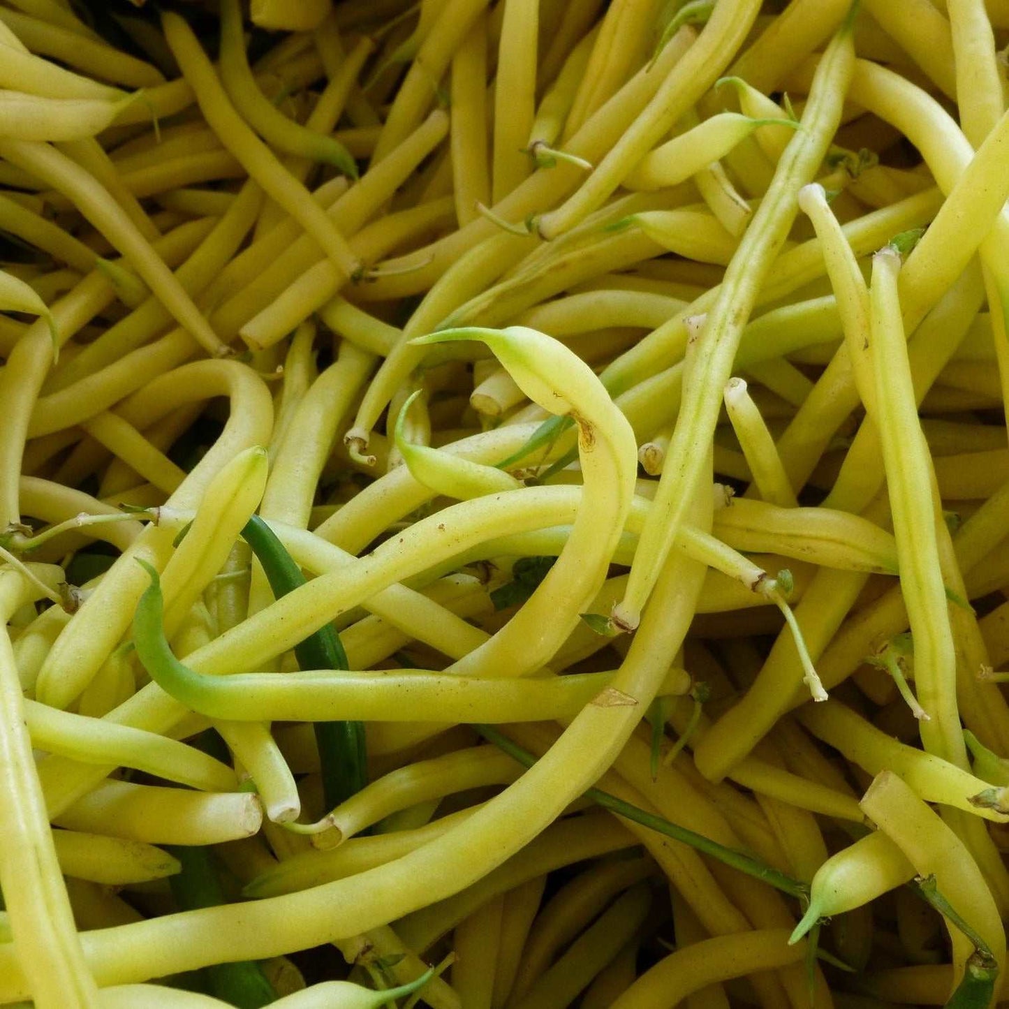 Yellow Pole Beans scattered in a pile, showcasing their long, straight pods and vibrant color.