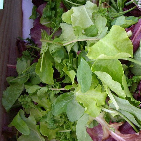 Mesclun Mix Greens showcasing a vibrant blend of fresh, tender salad leaves.