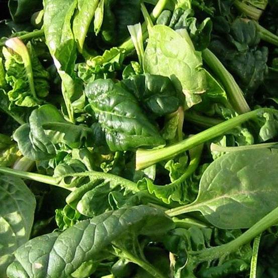 Heirloom Spinach Bloomdale leaves with vibrant green color.