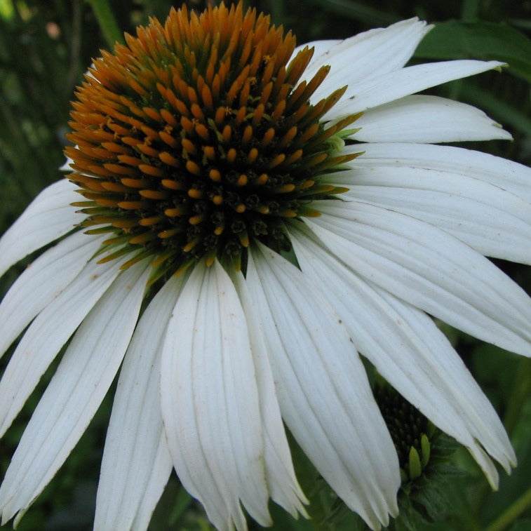 White Swan Coneflower with white petals and prominent cone center in garden setting.