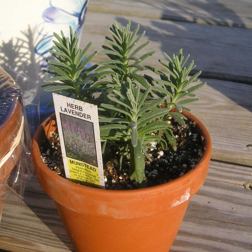 Munstead Lavender plant in terracotta pot on wooden surface.