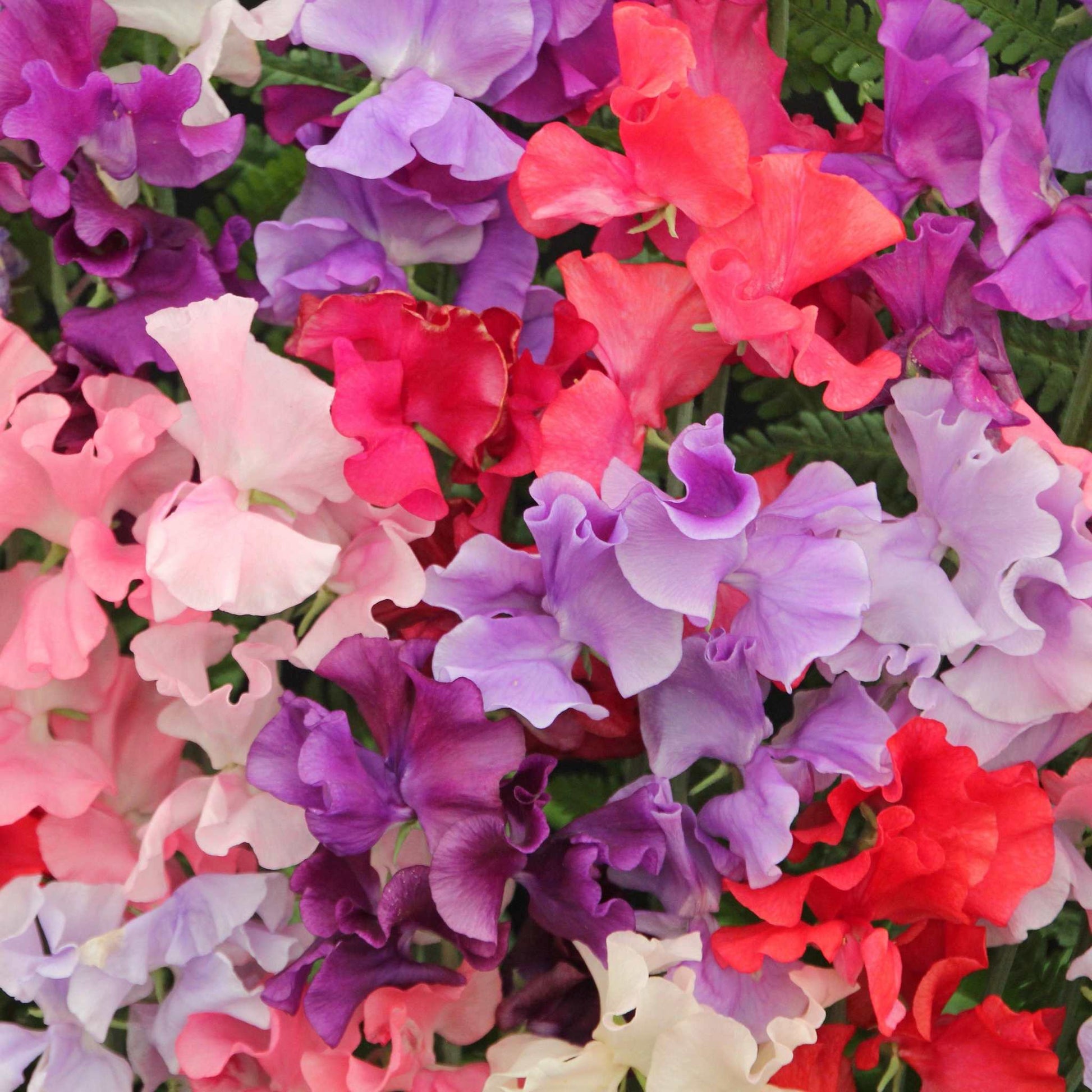Royal Blend Sweet Pea - Climbing Type vibrant blooms in shades of pink, purple, white, and lavender.