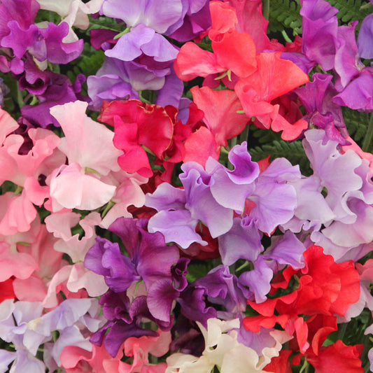 Royal Blend Sweet Pea - Climbing Type vibrant blooms in shades of pink, purple, white, and lavender.