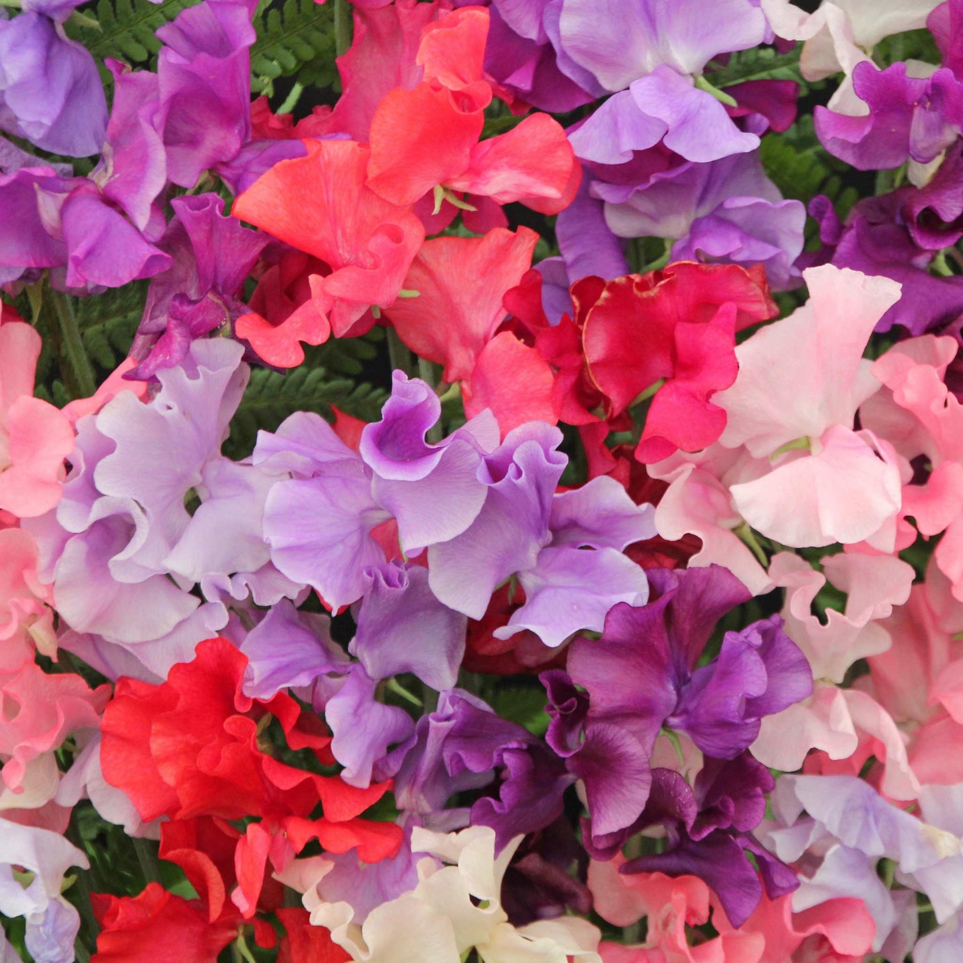 Vibrant blooms from the Cut Flower Garden Bundle, featuring colorful flowers ideal for bouquets.