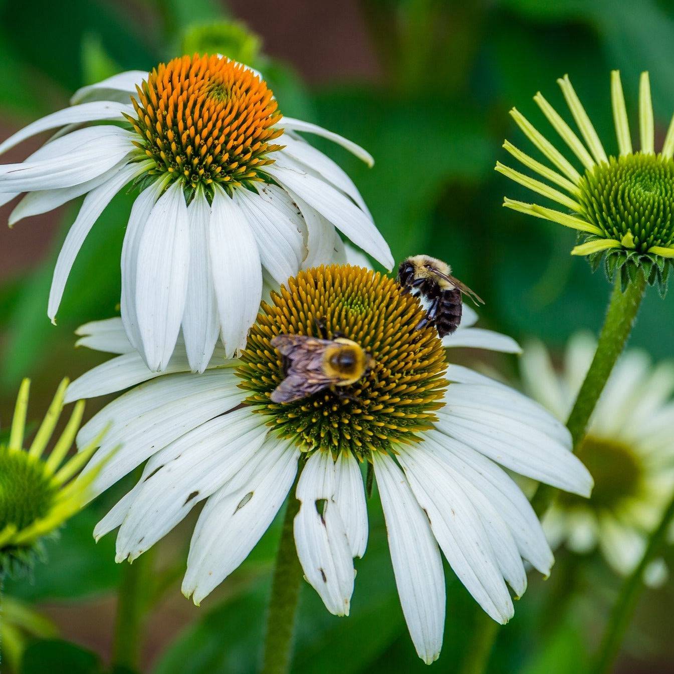 White Swan Coneflower with elegant white petals and two bees.