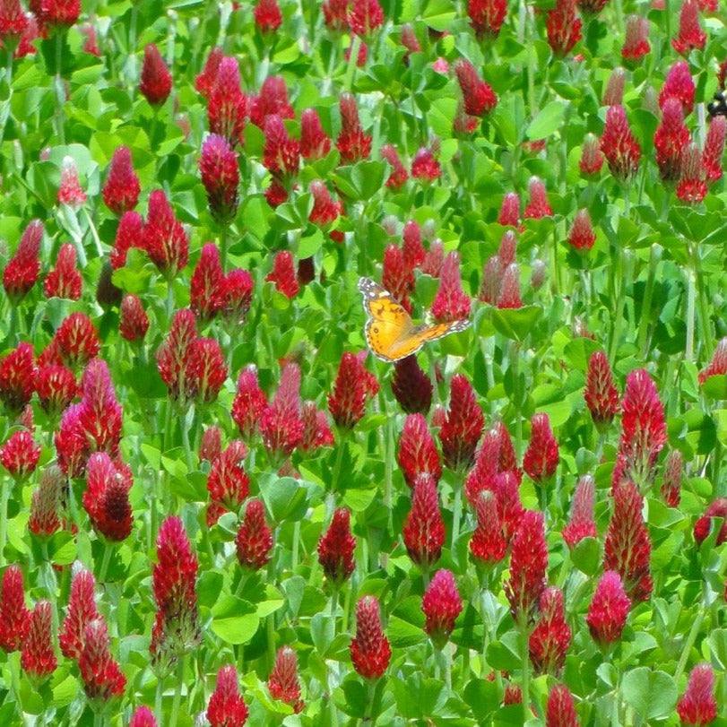 Crimson Clover field with vibrant red blossoms and lush green foliage.