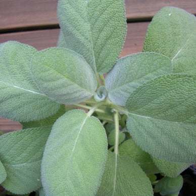 Heirloom sage herb plant with aromatic gray-green leaves.