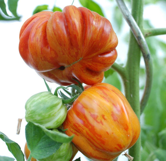 Heirloom Tomato Old German on vine with ribbed, golden-yellow hue and red marbling.