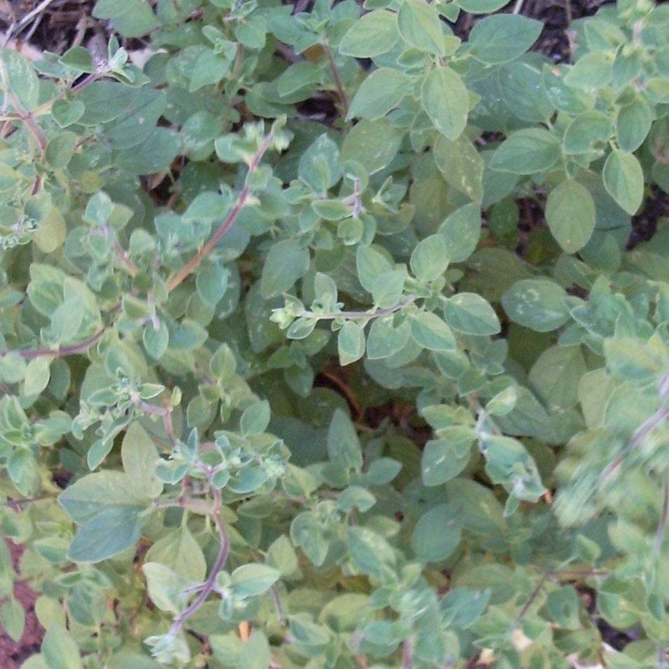 Sweet Marjoram plant with green aromatic leaves, ideal for culinary and medicinal uses.