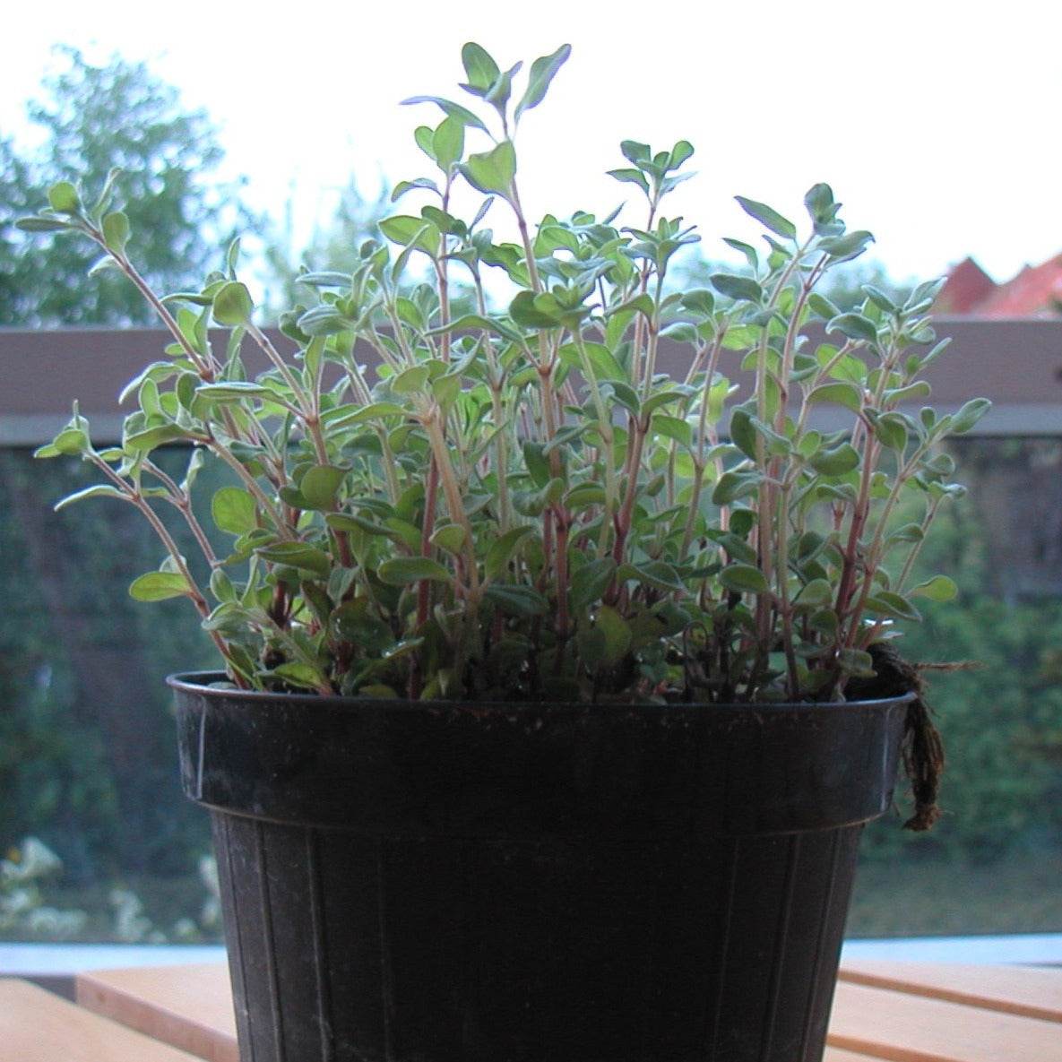Oregano heirloom plant growing in a black pot.