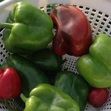 Bell Pepper California Wonder NT, non-treated heirloom variety in a basket.