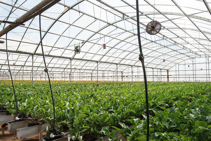 Greenhouse interior with lush plant rows, highlighting consulting services for garden centers.