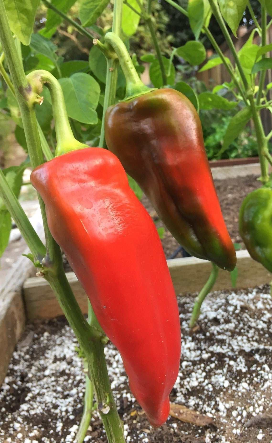 Red Bulls Horn Sweet Italian Heirloom Grilling Peppers growing in garden.