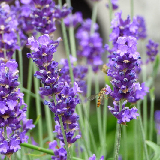 Vibrant purple Munstead Lavender flowers in bloom, attracting a bee.