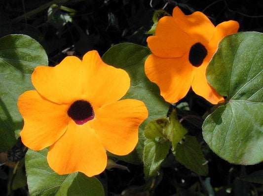 Thunbergia Black Eyed Susan Vine with vibrant yellow flowers and dark centers.