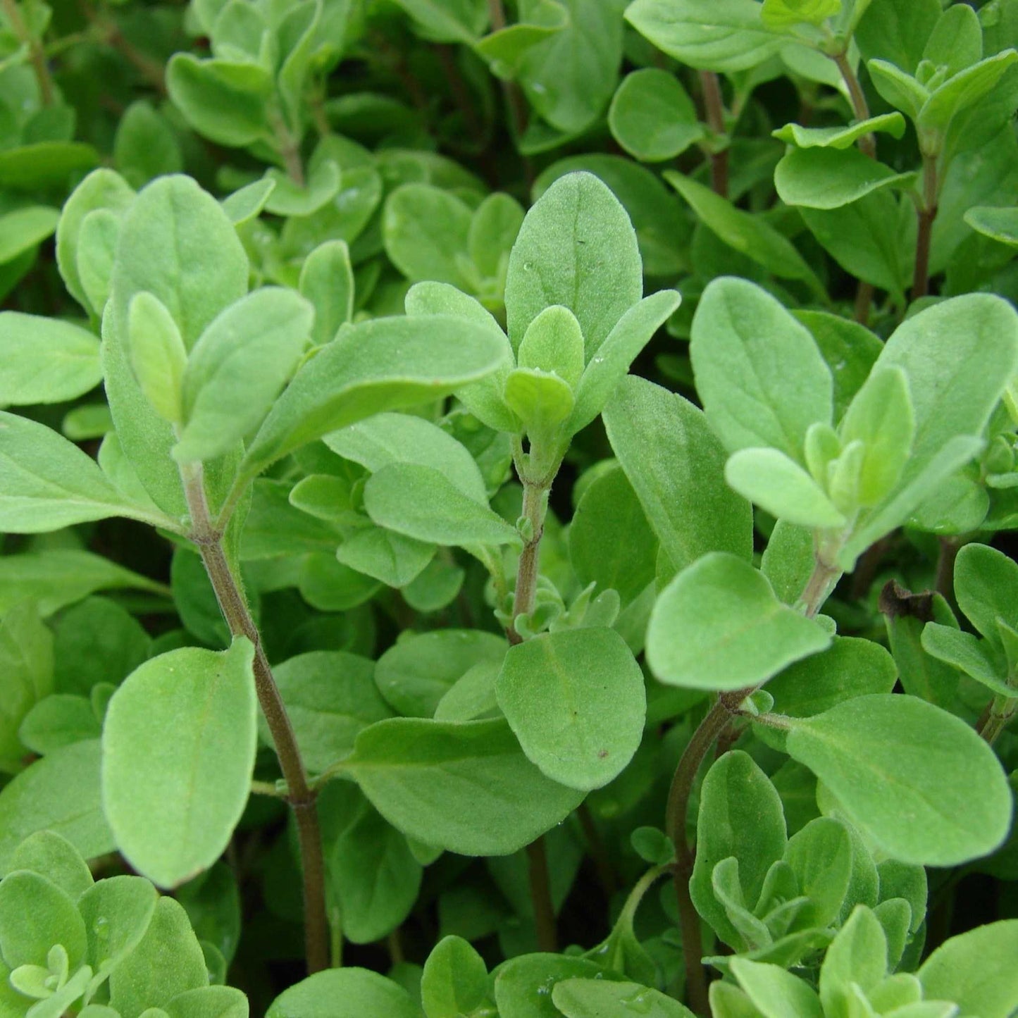 Sweet Marjoram plant with lush green leaves, ideal for culinary use and gardens.