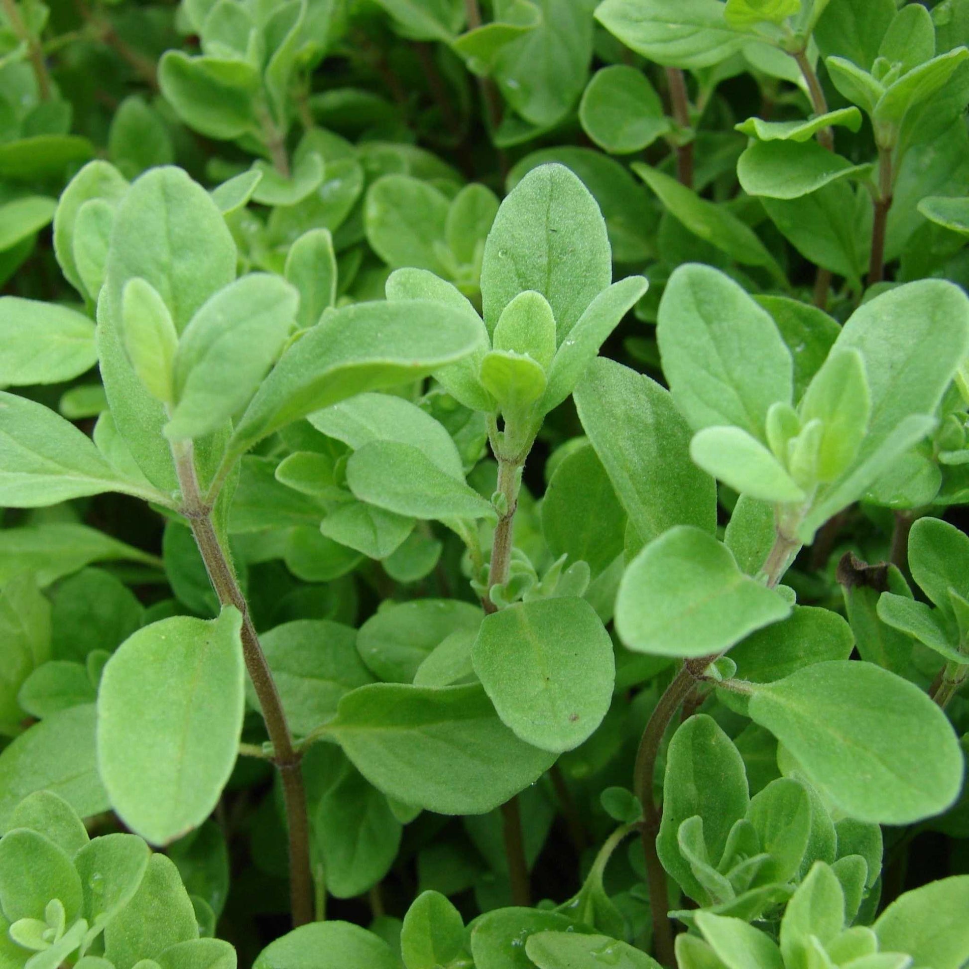 Sweet Marjoram plant with lush green leaves, ideal for culinary use and gardens.