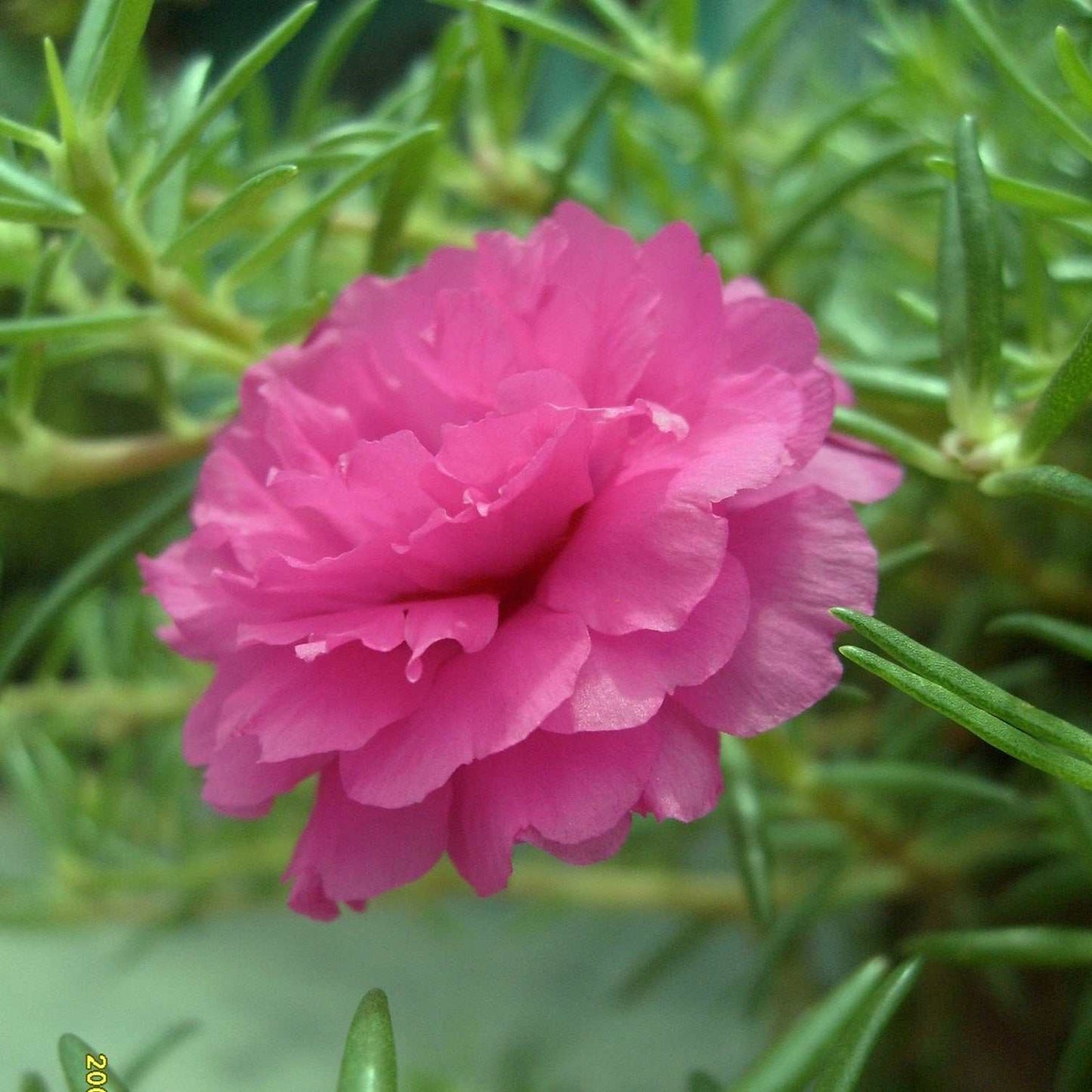 Portulaca Double Mix flower with vibrant pink double blooms and succulent foliage.