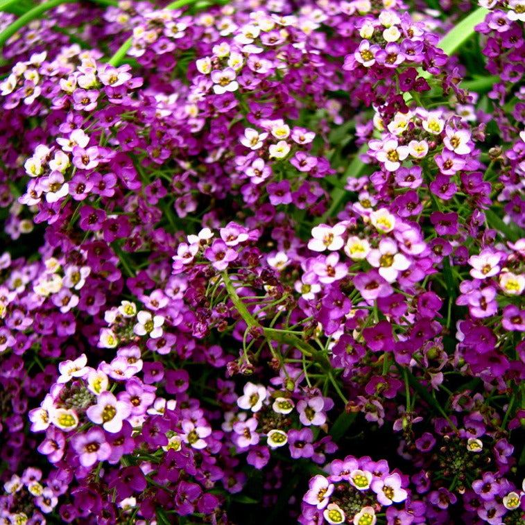 Alyssum Royal Carpet with vibrant purple flowers in full bloom.