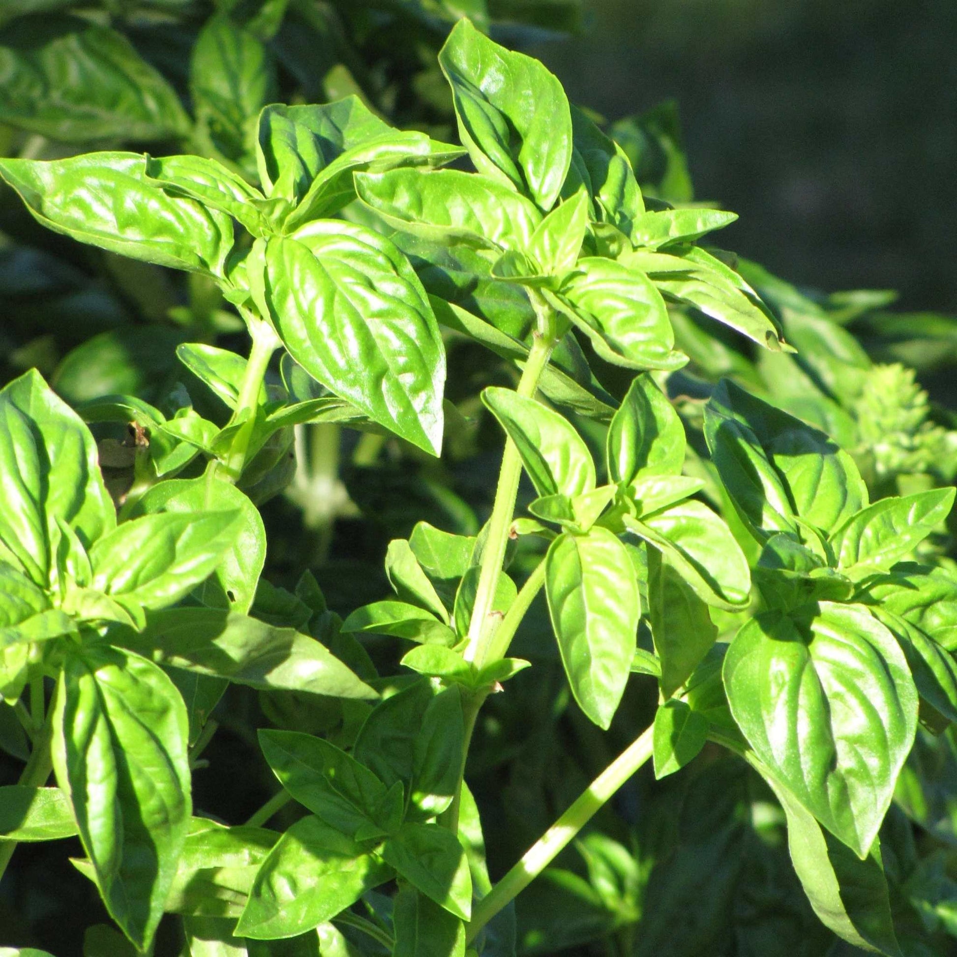 Sweet Basil Heirloom plant with lush green leaves in sunlight.