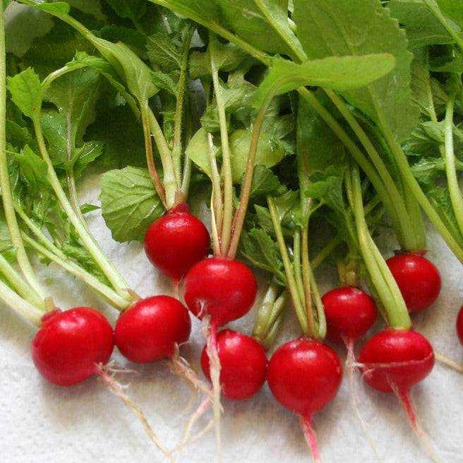 Heirloom Radish Cherry Belle with vibrant red color and crisp texture.