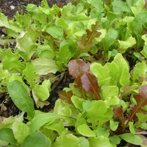 Mesclun Mix Greens with vibrant salad leaves in a garden setting.