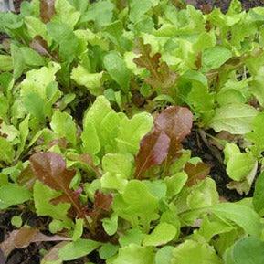 Non-treated mesclun mix greens with arugula, mizuna, red leaf lettuce, and spinach.