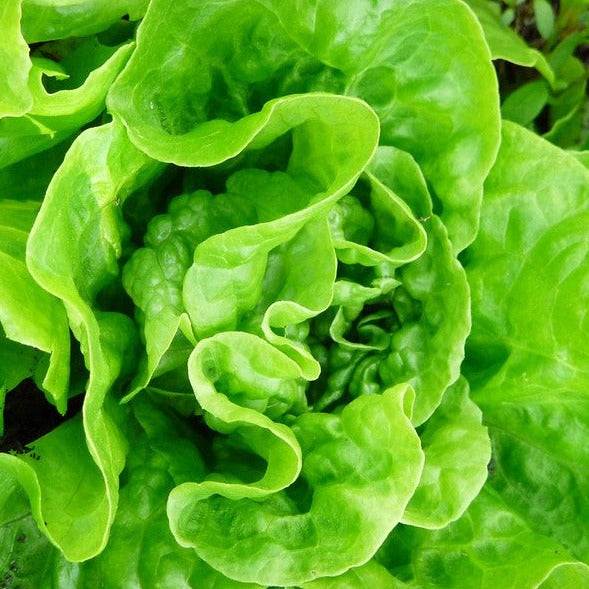 Heirloom Lettuce Tom Thumb Laitue, bright green tender leaves, compact butterhead lettuce variety for salads.
