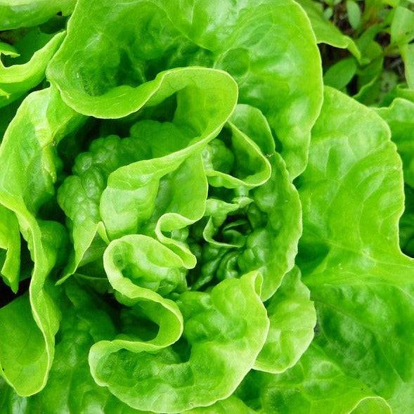 Small Garden Bundle with lush green lettuce leaves thriving in a compact garden space.