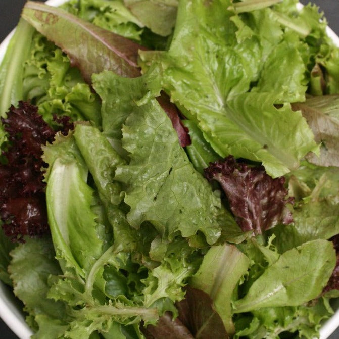 Mesclun Mix Greens in a bowl showcasing a blend of arugula, mizuna, red leaf lettuce, and spinach.