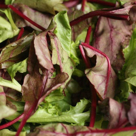 Fresh non-treated mesclun mix greens with diverse textures and colors.