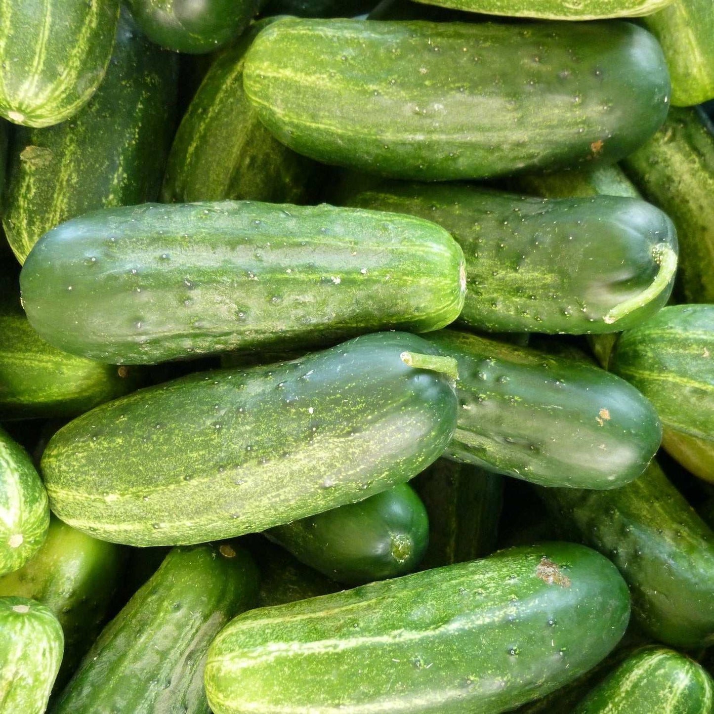 Medium Garden Bundle with cucumbers for vibrant garden growth.