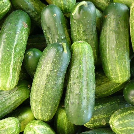 Cucumber Regal Pickling Pkt NT seeds for disease-resistant, crisp pickling cucumbers.