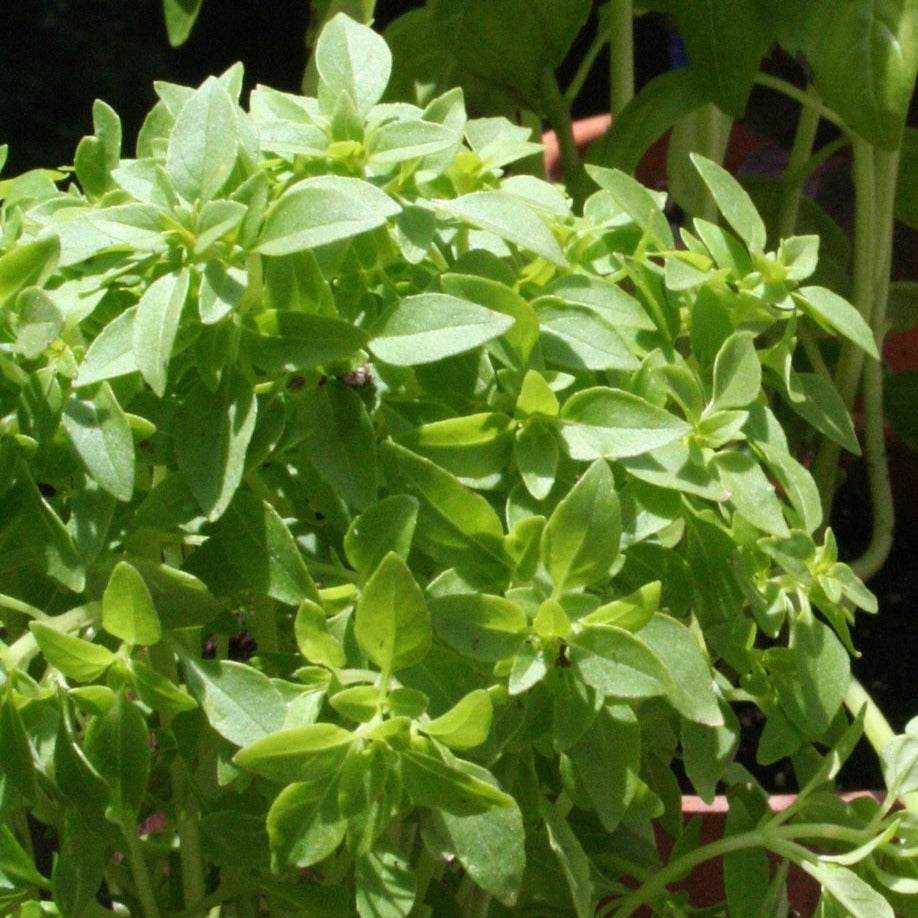 Compact bushy Spicy Globe Basil plant with small green leaves.